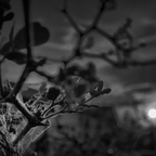 R0007244rg