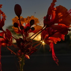 R0007372rg