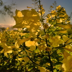 R0007390rg