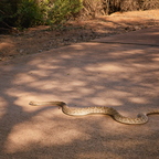 R0007415rg