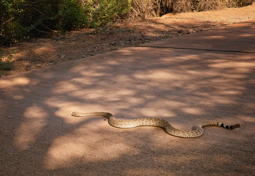 R0007415rg