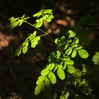 R0007537rg