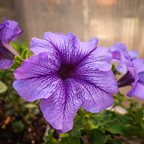 R0007561rg