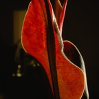 R0007831rg