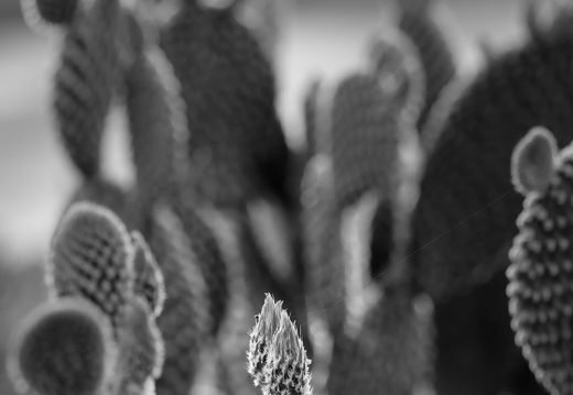P4210011rg