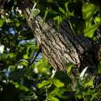 P4210025rg