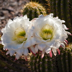 P4300128rg