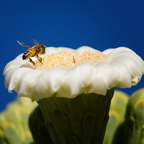 P5080067drtg