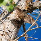 P5080075drtg
