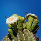 P5080109drtg