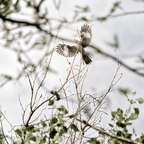 P5253081rg