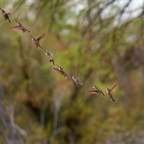 P5290270rg