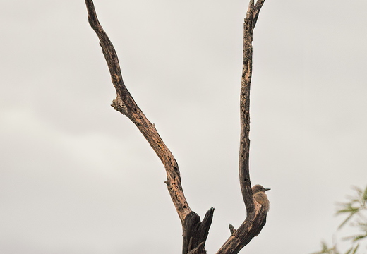 P6020314rg