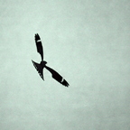P6041071rg