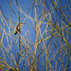 P6060029rg