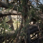 P6070073rg