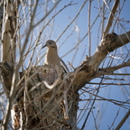 P6070138rg