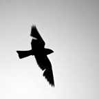 P6150713rg