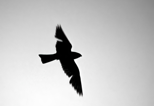 P6150713rg
