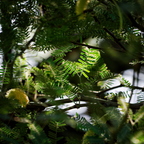P6200004rg