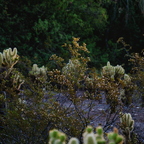 P7290012