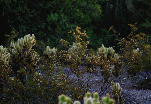 P7290012