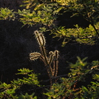 P7290028rg