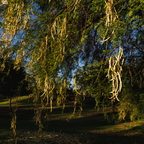 P7290057rg