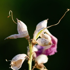 P7290114rg