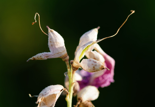 P7290114rg
