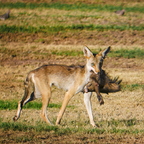 P7290196rg