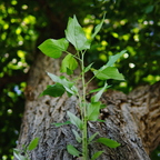 P7290370rg