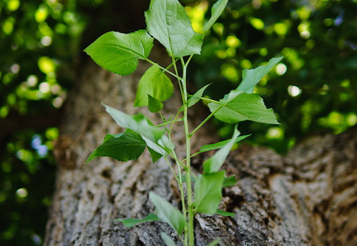 P7290370rg
