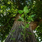 P7290399rg