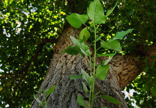P7290399rg