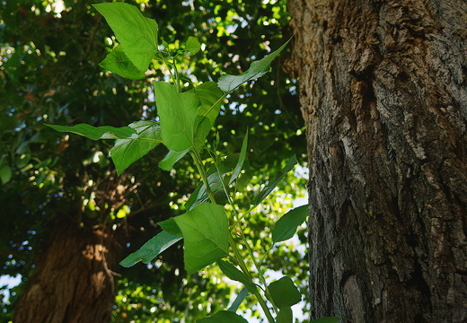 P7290407rg