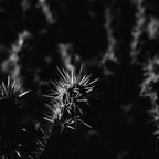 P7300032rg