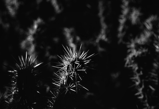 P7300032rg