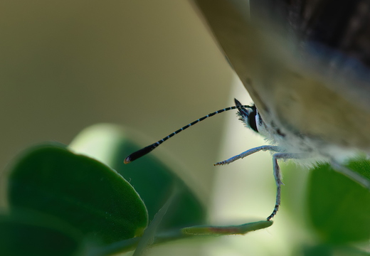 P7300275rg