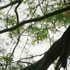 P8140020rtng