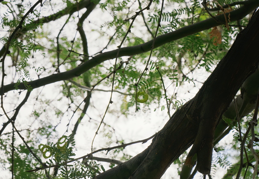 P8140020rtng