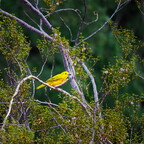 P9020273rg