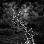 IMGP6309rg