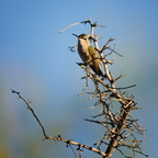 P9100597rg