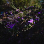 20260603-IMGP6768rg