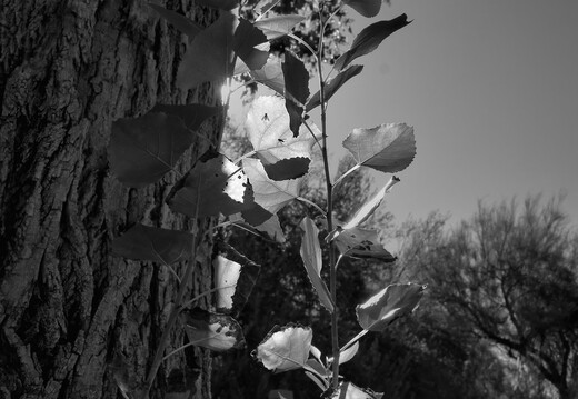 20260614-R0010708rg