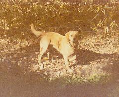 pointing, and waiting to fetch the ball, of course! circa 1982