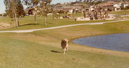 at De Portola park, one of our favorite stomping grounds.. we would get to the park and Zeke would disappear into the bushes for