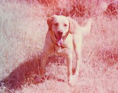 at Lake Perris, waiting to fetch the ball, of course!