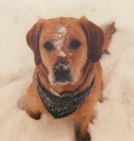 This is from the same trip, out in the yard at Cameron Lane.